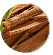 Cat's Claw herb