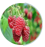 Raspberry fruit